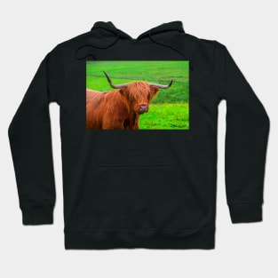 Highland Cow closeup Hoodie